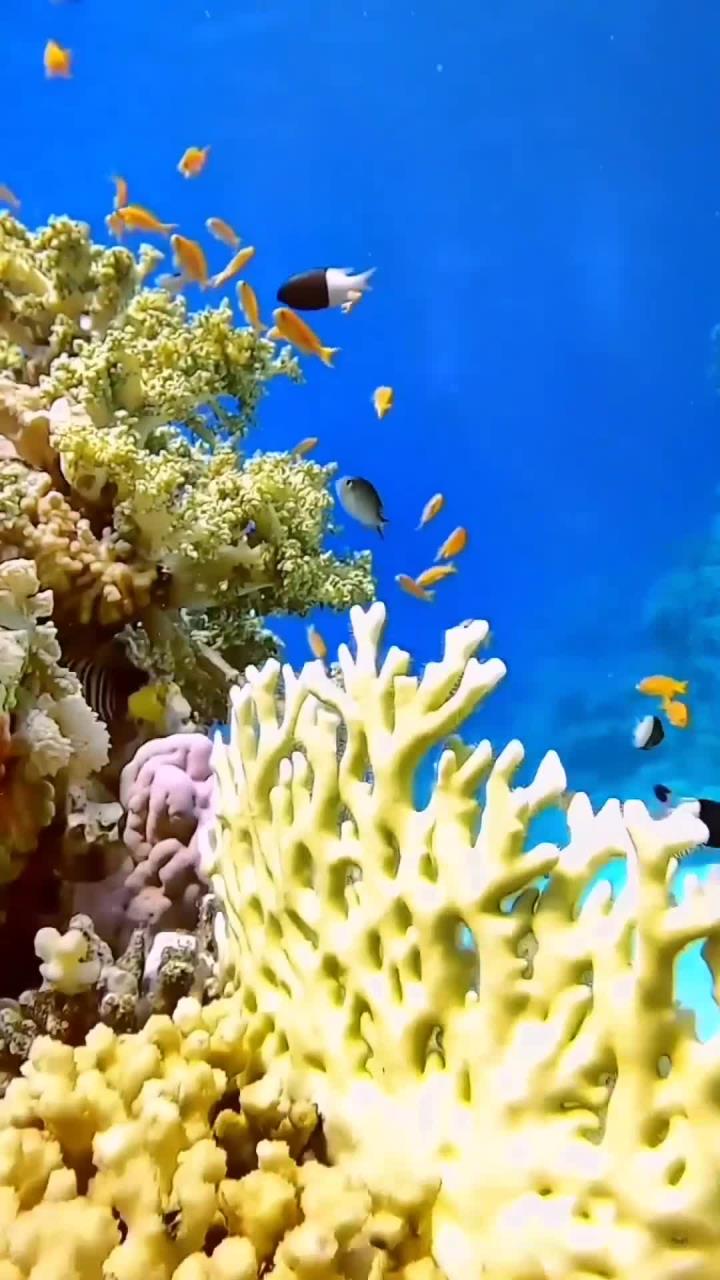 特色海域潜水乐园，探索海底奇观的神秘之门的简单介绍